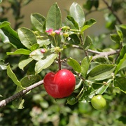 Acerola (Malpighia Emarginata)