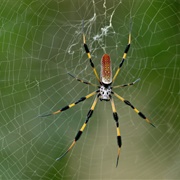 Banana Spider