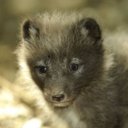 Fox (Arctic)