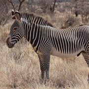 Grevy's Zebra