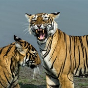 Tiger Spotting in Rajasthan, India