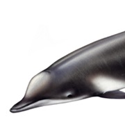 Shepherd's Beaked Whale