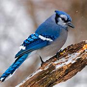 Blue Jay