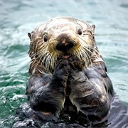 Marine Otter