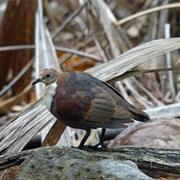 Polynesian Ground Dove