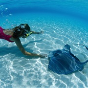 Stingrays & Nurse Shark, Dolphin Cove, Jamaica