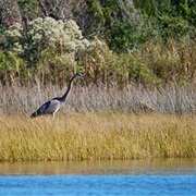 North Carolina National Estuarine Research Reserve