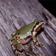Mountain Treefrog