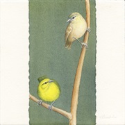 O'ahu Alauahio (Possibly Extinct)