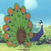 Peacock (Ox Tales)