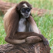 Brown Spider Monkey