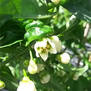 Capsicum Flexuosum
