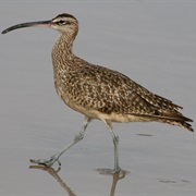 Whimbrel
