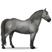 Kerry Bog - Dapple Gray