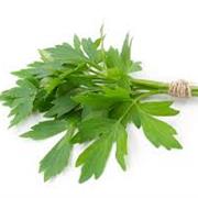 Lovage