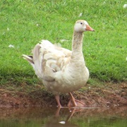 Goose