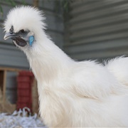 Silkie