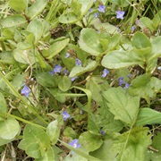 European Speedwell (Veronica Beccabunga)