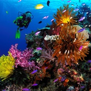 Emma Reef, Kimbe Bay, Paua New Guinea