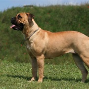 Bullmastiff