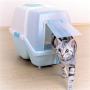 Waiting for You to Go to the Litter Box