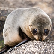 New Zealand Fur Seal