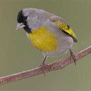 Lawrence's Goldfinch