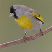 Lawrence&#39;s Goldfinch