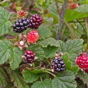 California Blackberry (Rubus Ursinus)
