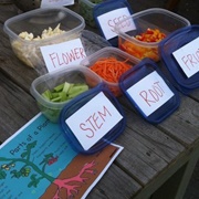 Sorting Plant Parts We Eat