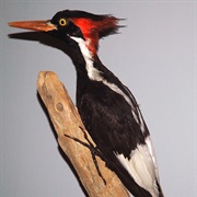 Ivory-Billed Woodpecker (Possibly Extinct)