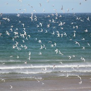 Northumberland Coast and Farne Islands, England