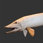 Muskellunge