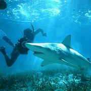 Blacktip Shark
