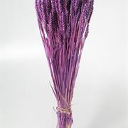 Purple Wheat