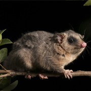 Tate's Woolly Mouse Opossum