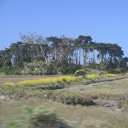 Tolowot, Gunther Island Site 67