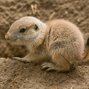 Prairie Dog