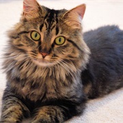 Maine Coon