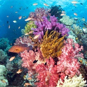Raja Ampat Coral Reef, Indonesia