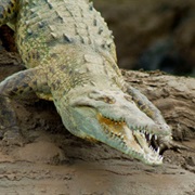 Crocodile River Cruise