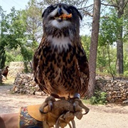 Sokolarski Raptor Centre