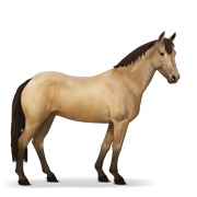 Australian Pony - Dun