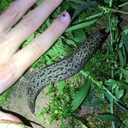 Leopard Slug