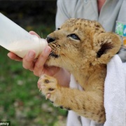 Bottle Feed a Lion