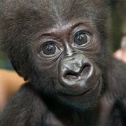 Gorilla