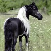 American Miniature Horse