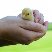 Hold a Chick