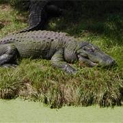 Mississippi Alligator