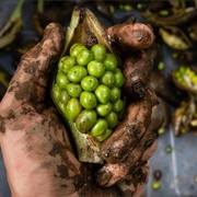 Green Arrow Arum (Peltandra Virginica)